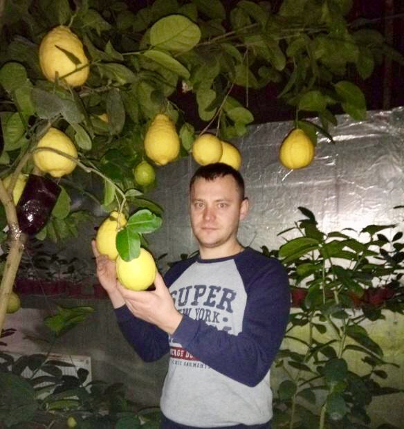 Одесит вирощує велетенські лимони вагою більше 1 кг