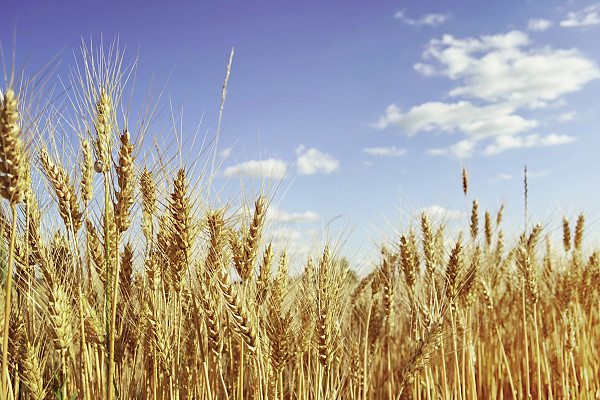 Один з головних експортерів зерна у світі припиняє поставки