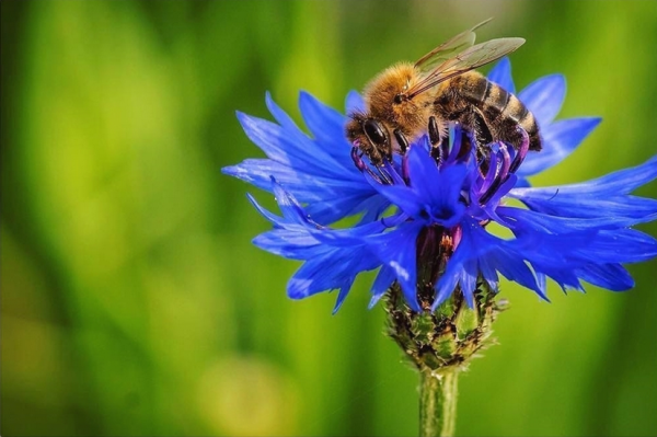 Як голландці рятують бджіл