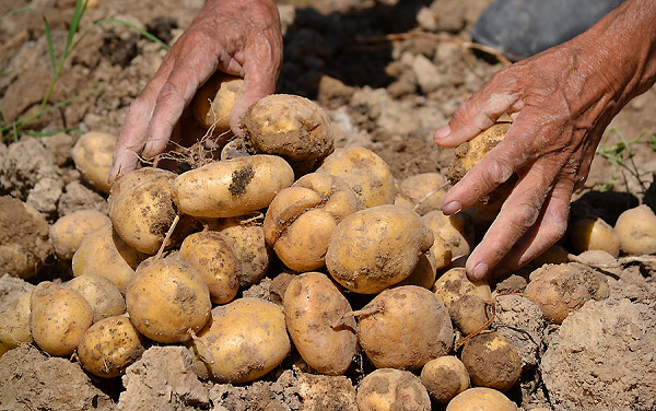 Урожай картоплі цьогоріч буде менший у 2,5 разів порівняно з 2018-м