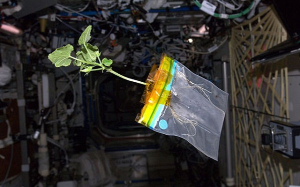 Космонавти успішно вирощують овочі на Міжнародній космічній станції