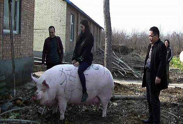 У Китаї вирощують свиней вагою до 750 кг