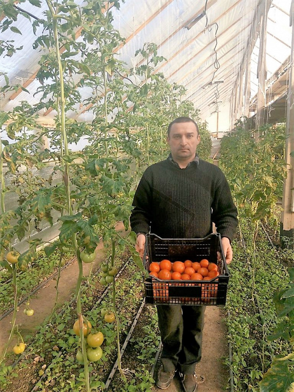 В Тернополі вирощують помідори в підземній теплиці