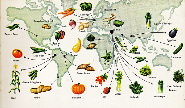 Історія кожного овоча на нашому столі
