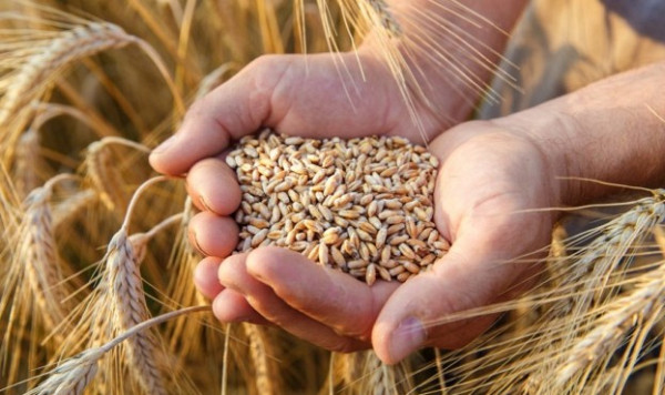 В Україні виробники пшениці призупиняють продажі зерна нового врожаю