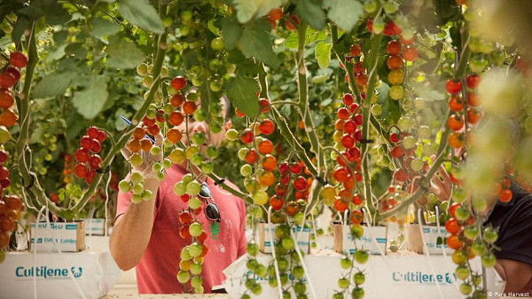 Вертикально вирощувані помідори в ОАЕ