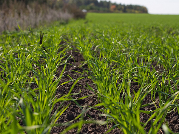 Україна буде з пшеницею: у цьому році практично немає втрат по озимій пшениці та ячменю
