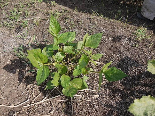 На латині урад називають Vigna mungo