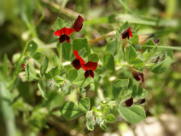 Чотирикрильник пурпуровий або тетрагонолобус (Тetragonolobus purpureus)