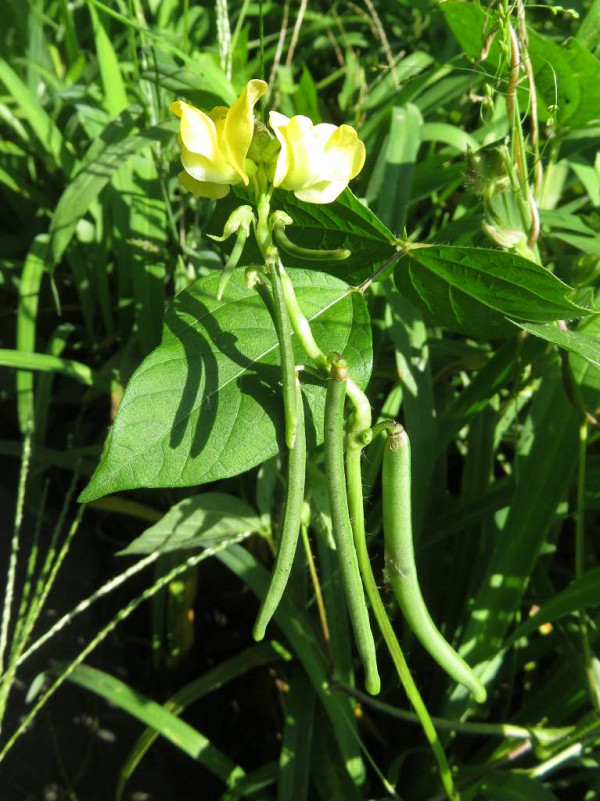 Адзукі або вигна незграбна (Vigna angularis)