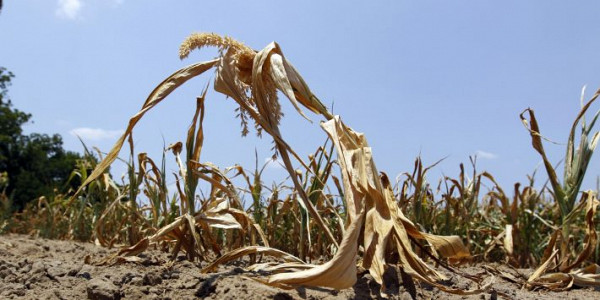 Україні знову загрожує посуха: фермери закликають державу про допомогу