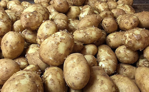 Українські селекціонери створили гібриди картоплі, які дають урожай близько 100 т/га