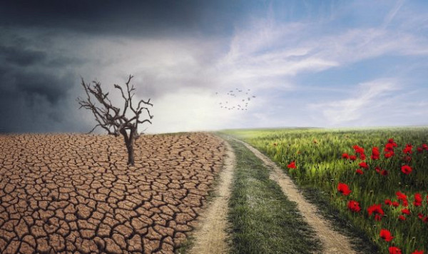 В Україні кліматичні зміни призвели до змін у розвитку посівних