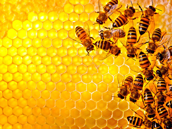 Цього року мед в Україні може подорожчати через загибель бджіл