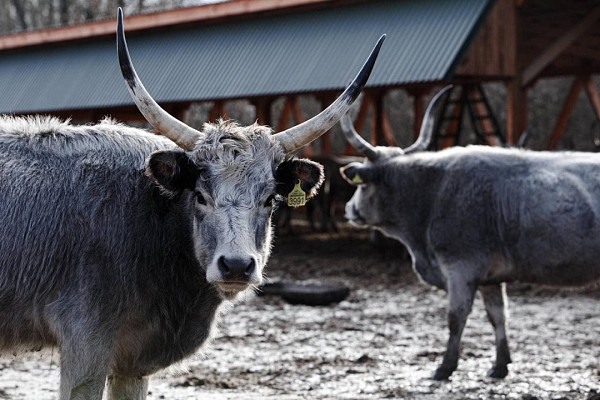 Фермери Закарпаття вирощують корів найстарішої в Європі породи