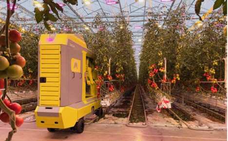 Робокомбайн вже вміє збирати томати із 90-відсотковою успішністю та без втручання людини