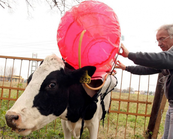 Вчені знайшли корм для молочних корів, який знижує викиди метану 