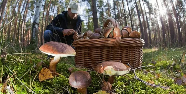 В Україні штрафуватимуть за збирання грибів, ягід і горіхів
