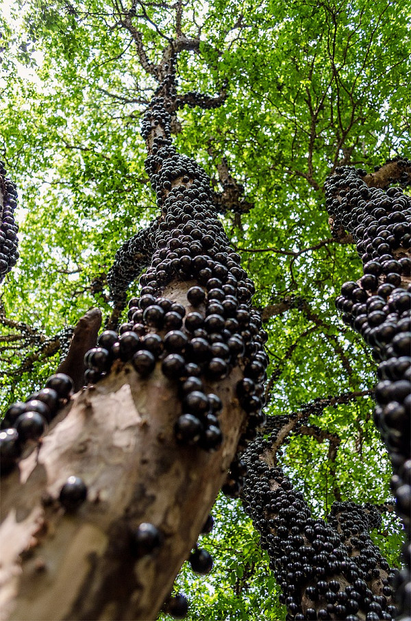 Джабутікаба — фрукт, як виноград, що росте в Південній Америці