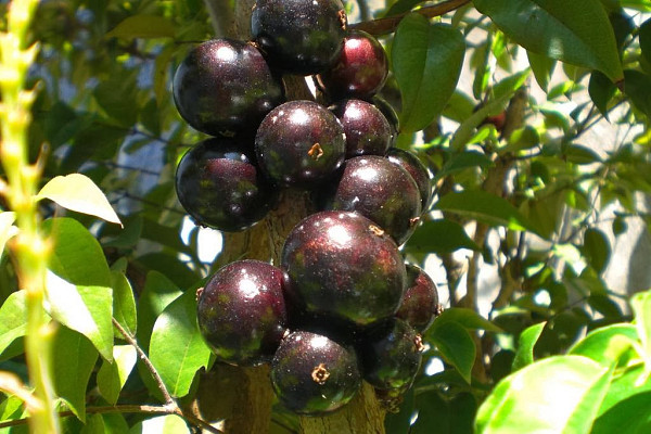 Джабутикаба, Myrciaria spp, Джаботикаба, Jaboticaba