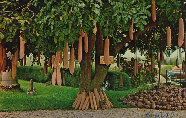 Ковбасне дерево, або кигелія ефіопська