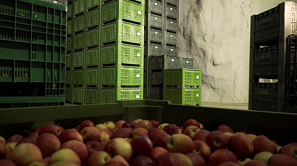Італійські фермери зберігають яблука в печерах