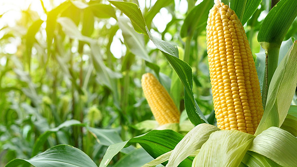 Кукурудза — наймасовіший за обсягом експортний товар України у 2023 році