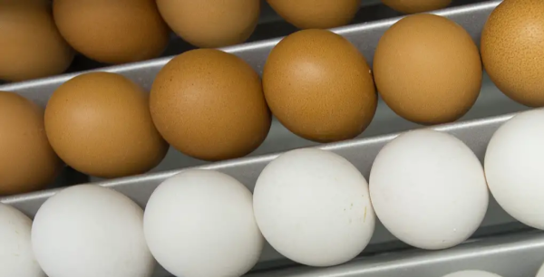 У Німеччині в магазинах скоро зникнуть коричневі яйця