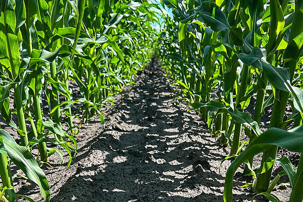 Формоса – це ґрунтовий гербіцид для застосування у посівах кукурудзи та соняшнику на основі S-метолахлору та тербутилазину