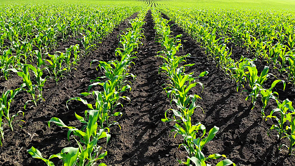 ФОРМОСА: коли захист поля як мистецтво