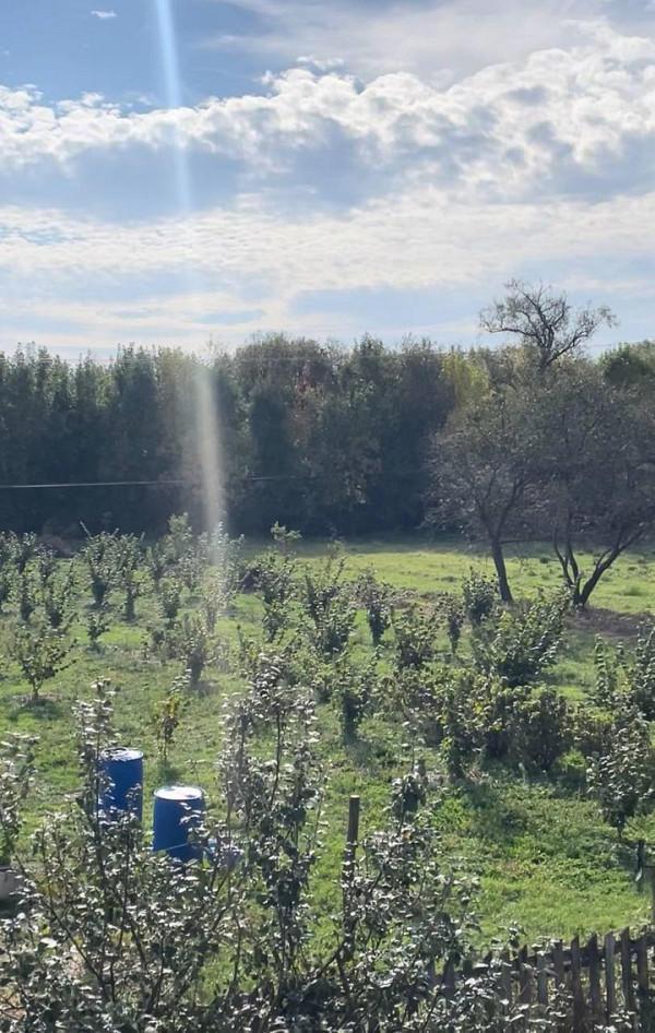 Ветеран ЗСУ Володимир Матвійчук вирощує фундук на Житомирщині: поради для садівників