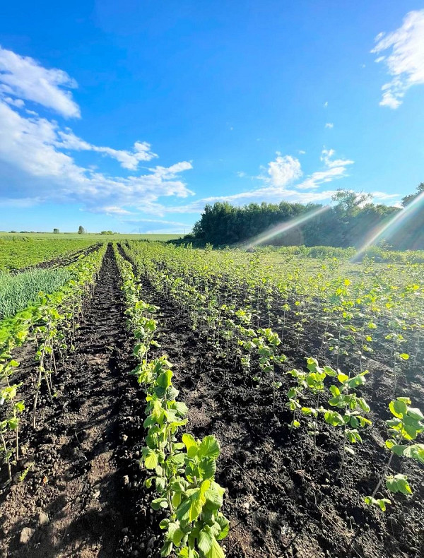 Ветеран ЗСУ Володимир Матвійчук вирощує фундук на Житомирщині: поради для садівників