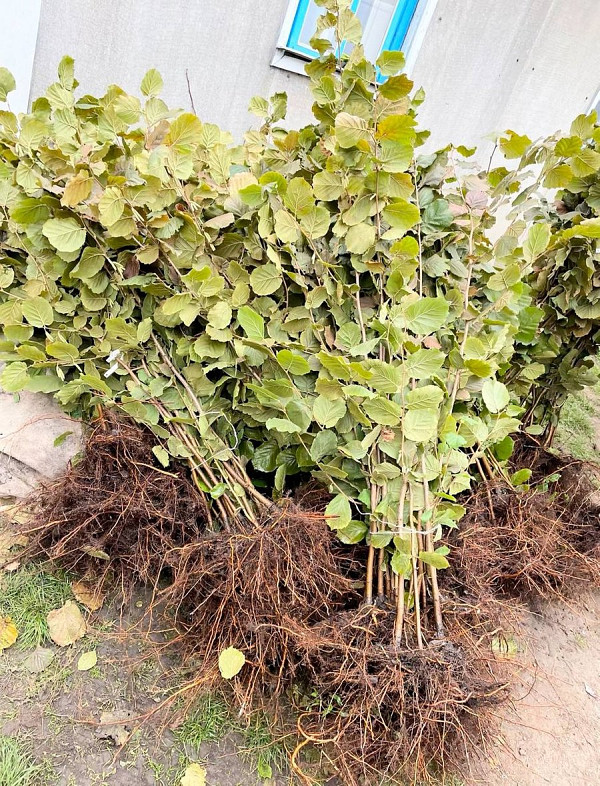 Ветеран ЗСУ Володимир Матвійчук вирощує фундук на Житомирщині: поради для садівників