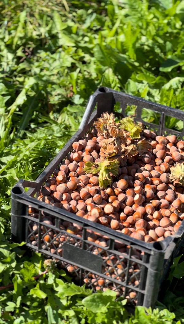 Ветеран ЗСУ Володимир Матвійчук вирощує фундук на Житомирщині: поради для садівників