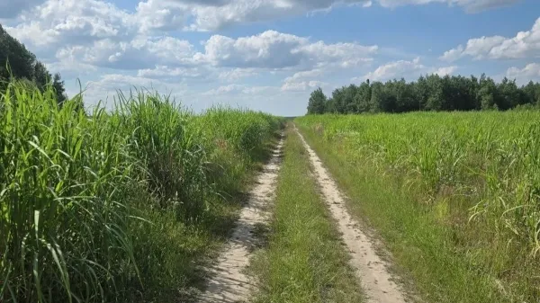 Між двох ділянок, на яких росте міскантус