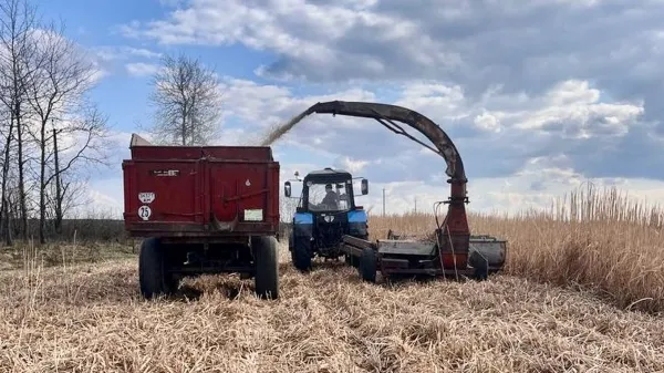 Збирання врожаю міскантусу