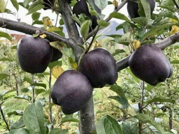 Унікальні чорні яблука вирощують в Китаї