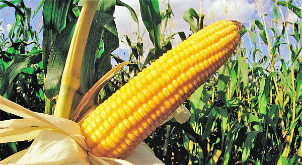 Кукурудза дає $646 прибутку на гектар