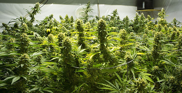 В Раду внесуть законопроект для легалізації марихуани
