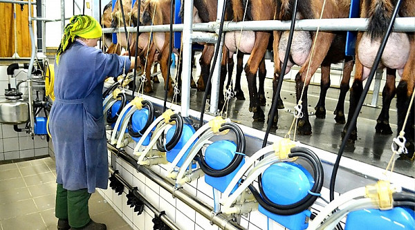 В Україні працює унікальна ферма де розводять кіз альпійської породи