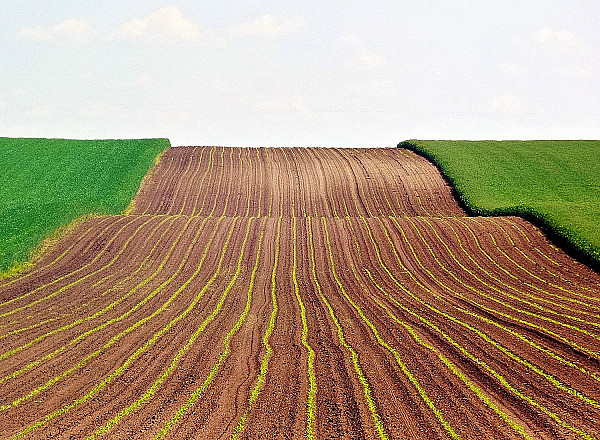 Ринок сільськогосподарських земель в Україні може бути введений протягом року.
